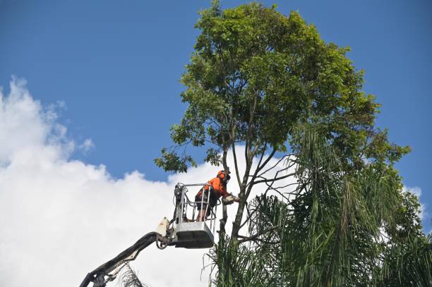  Waseca, MN Tree Care Pros