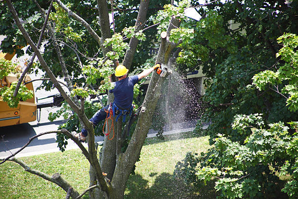 Best Tree Cabling and Bracing  in Waseca, MN