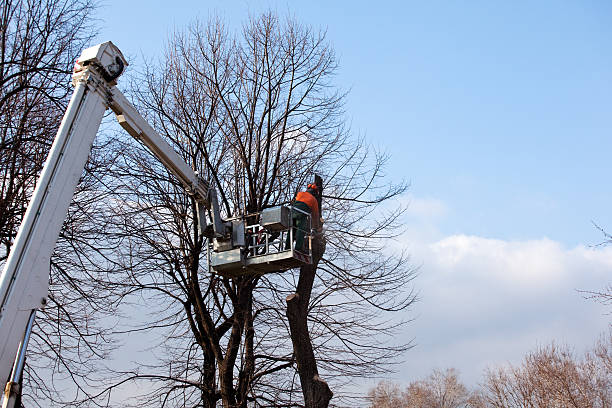 Best Palm Tree Trimming  in Waseca, MN